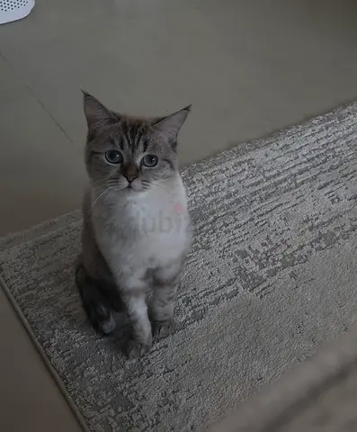 Only if you give her a true home