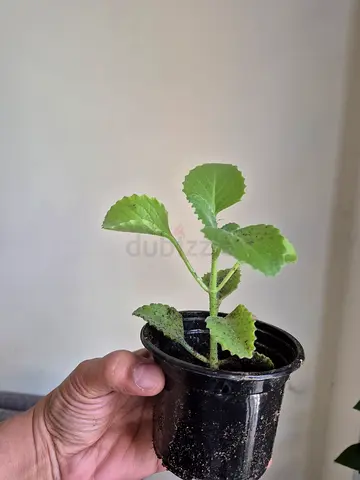 Plant