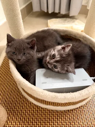 Siblings looking for a loving home
