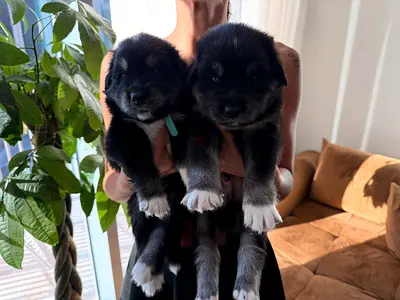 golden retriever ( flat retriever) Puppies, - Healthy and Playful