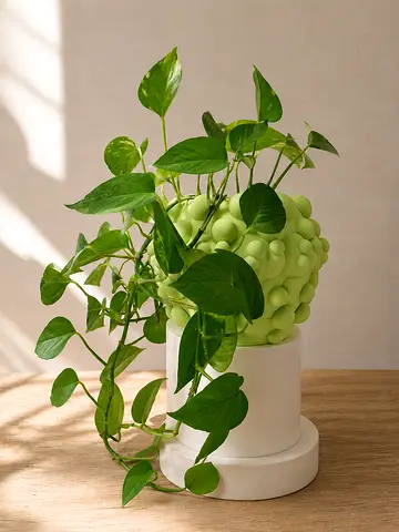 🔥 SALE / Designer Plant Pots / Green M 🔥