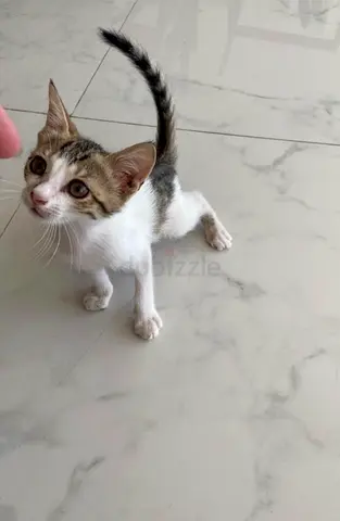Cat for adoption
