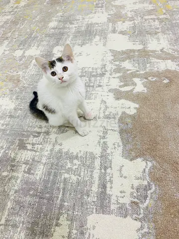 Friendly young female kitten looking for a new home