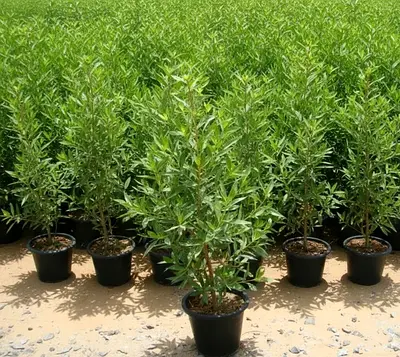 Damas plants 70 ,100 CM