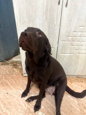Labrador Retriever for adoption