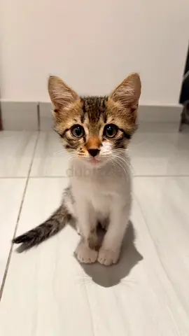Adorable tabby-and-white kitten looking for a home (approx. 2 months)
