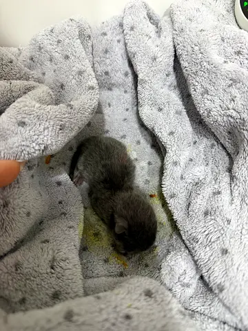 4 days old kitten in need of help