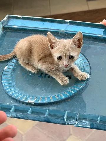 Adoption
