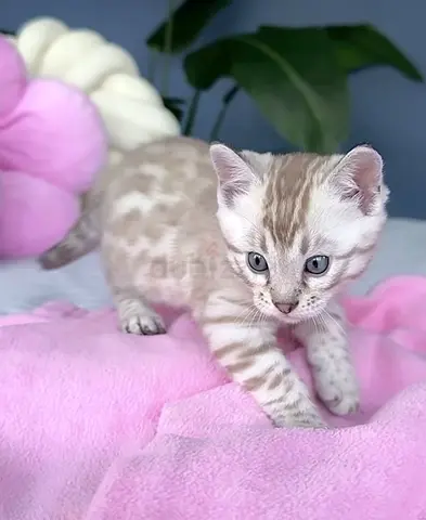 Bengal kitten