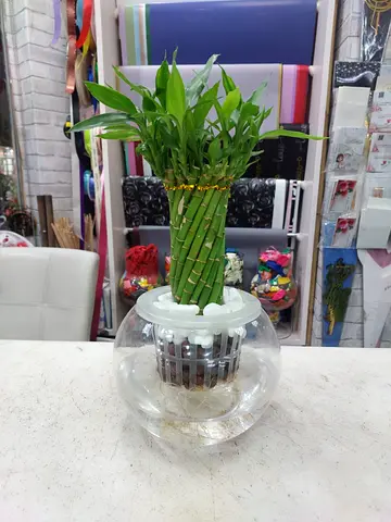 Lucky Bamboo Plant in Glass Globe Vase - Tabletop Décor