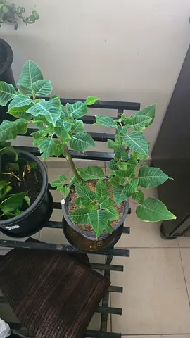 Poinsettia