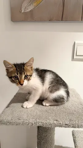 Adorable tabby-and-white kitten looking for a home (approx. 2 months)