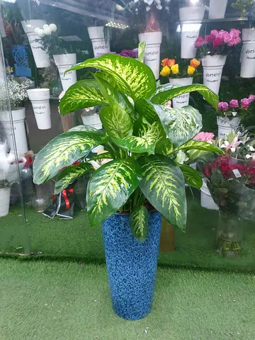 Dieffenbachia (Dumb Cane) in decorative blue planter - Mature indoor plant