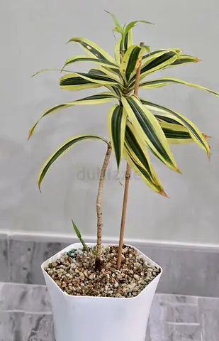 Variegated Dracaena Plant in White Pot - Healthy Indoor Houseplant