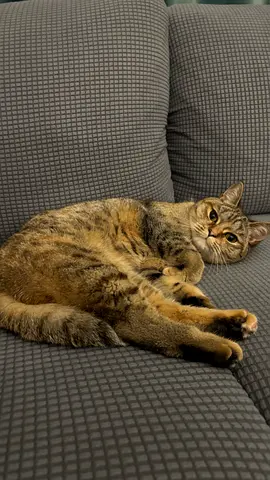 Cat for adoption
