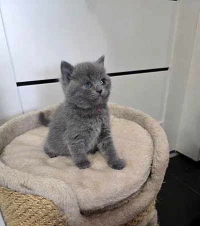 British shorthair kitten