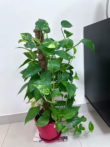 Money plant
