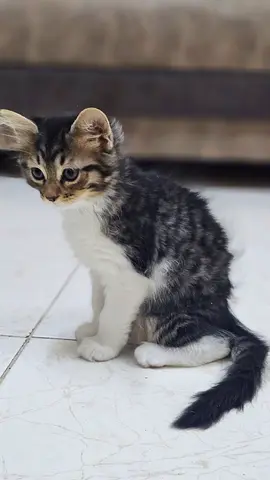 Lovely Playful Kittens for free adoption