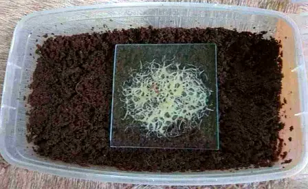 Grindal worms starter available