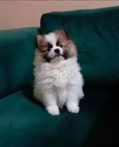 Pomeranian puppys