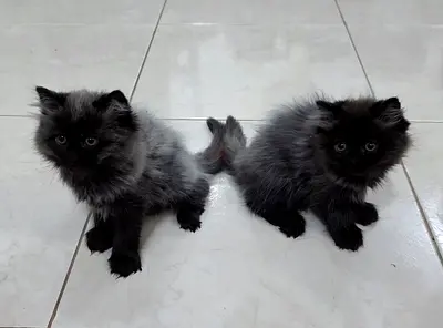 🐾 Persian Mix Kittens Looking for a Loving Home! 🐾