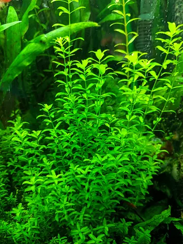 Live aquarium stem plant - (Pearlweed)