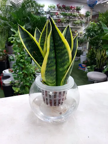 Sansevieria (Snake Plant) in Glass Hydroponic Pot - Variegated
