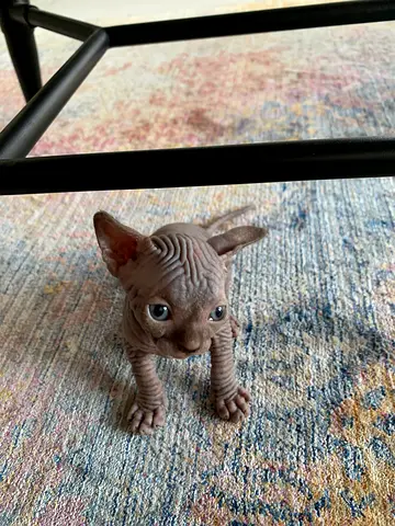 Finding sphynx kittens new home.…..