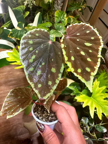 Rare begonias  Begonia darthvaderiana x AED 300