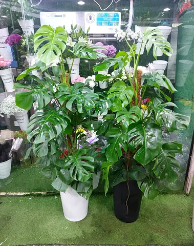 Large Live Monstera Deliciosa (Swiss Cheese Plant) in Pot