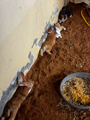 Rabbits
