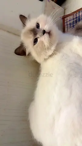 Himalayan cat with 5 kittens free for adoption