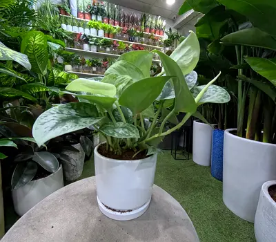 Scindapsus Pictus (Silver Philodendron) in White Ceramic Pot - Healthy Indoor Plant