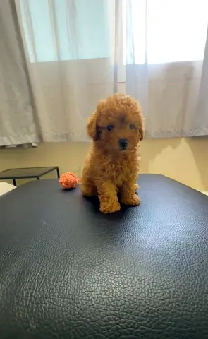 Adorable Toy Poodle Puppies looking for new home