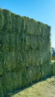 Grassy for Sale