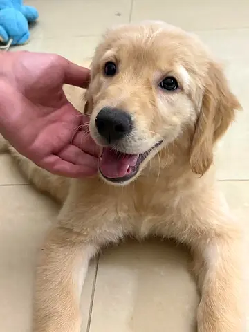 Female Cream Golden Retriever Looking for a Loving Home