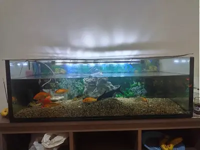 Large glass aquarium with fish and accessories