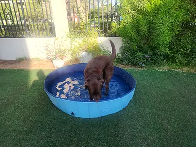 Dog pool