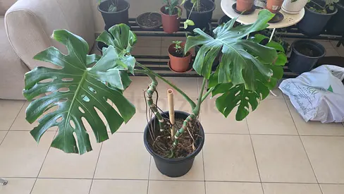 Healthy Monstera Deliciosa Indoor Plant