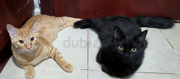 Two Friendly Young Cats — One Black, One Ginger (Looking for New Home)