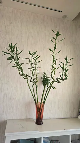 Lucky Bamboo Stems in Glass Vase