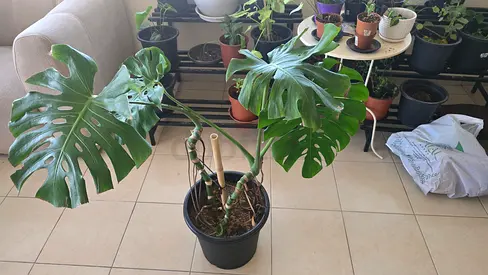 Large Monstera Deliciosa (Swiss Cheese Plant) - Ready to Pot