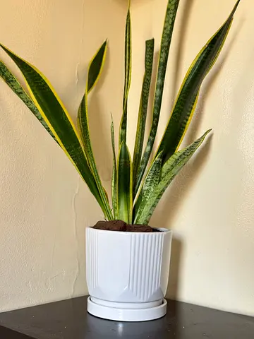 Sansevieria