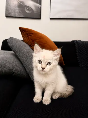 Lynx Point Female Kitten