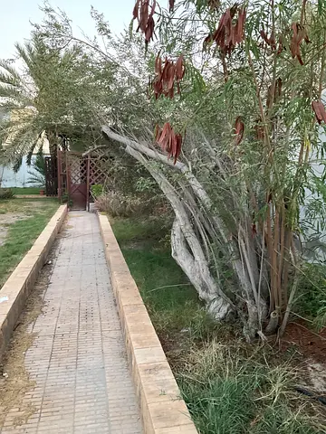 Room for rent in a spacious villa in Jumeirah 2