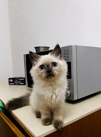Free adoption