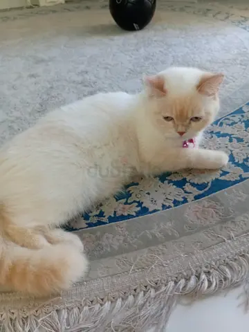 Female cat 1 year old