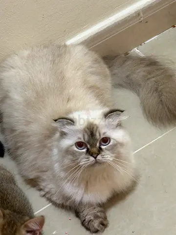 2 cats for free