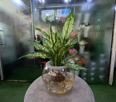 Aglaonema (Chinese Evergreen) in Glass Bowl - Ready for Hydroponics
