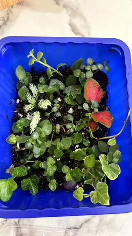 Mixed indoor plant cuttings in small planter - various varieties